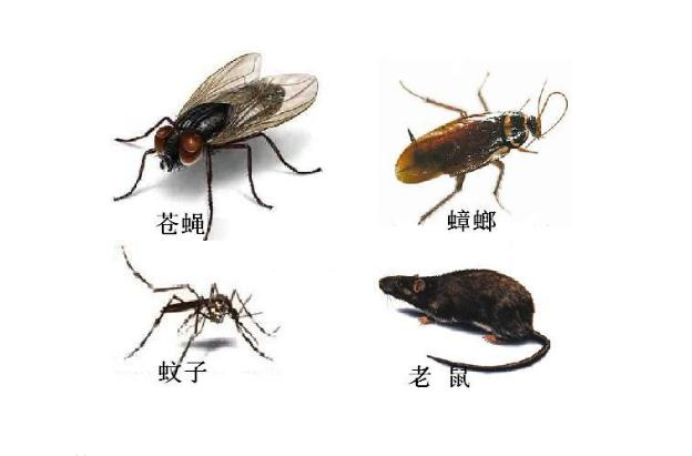 【殺蟲公司】東方漢諾—北京快訊