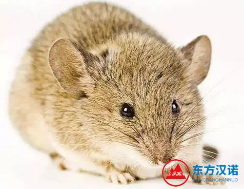 【北京專業(yè)滅鼠公司】東方漢諾—北京快訊