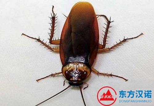 【殺蟑螂公司】東方漢諾—北京快訊