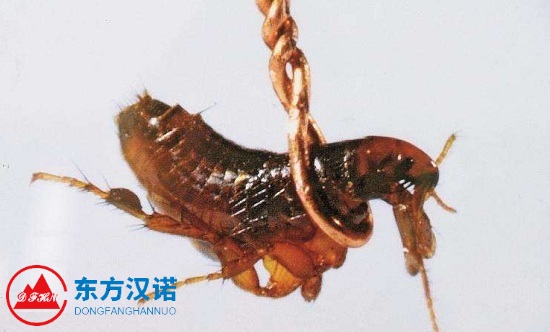 【滅除跳蚤公司】東方漢諾—北京快訊