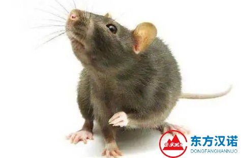 老鼠尸體的臭味有毒嗎？聞久了會得病嗎？