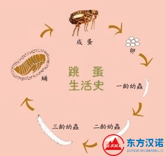 【滅蟲公司】東方漢諾—北京快訊