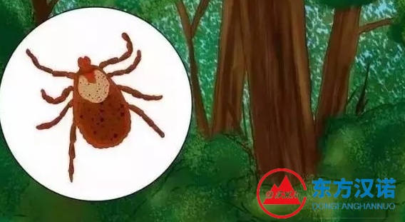 【北京專(zhuān)業(yè)除蜱蟲(chóng)公司】東方漢諾—北京快訊