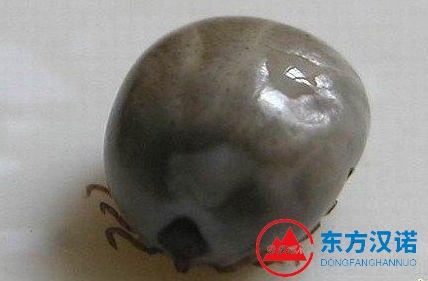 【北京專(zhuān)業(yè)除蜱蟲(chóng)公司】東方漢諾—北京快訊