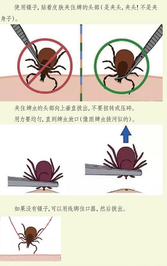 【北京專業(yè)滅蟲公司】東方漢諾—北京快訊