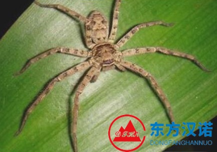 【北京專業(yè)除蟑螂公司】東方漢諾—北京快訊