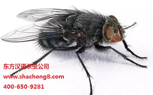 蒼蠅名片：大頭金蠅——別名“紅頭繩”“小紅帽”