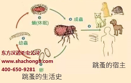 【家里有跳蚤怎么辦？室內(nèi)滅跳蚤你可以這樣做！—北京專業(yè)滅跳蚤公司東方漢諾】