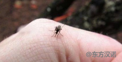 【蚊子名片】三帶喙庫蚊——厲害吸血王