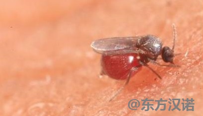 【北京專業(yè)除蠓蟲公司】東方漢諾—北京快訊