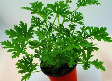 驅(qū)蚊植物常見的有哪些？家里種驅(qū)蚊草真的能驅(qū)蚊嗎？-東方漢諾-北京快訊
