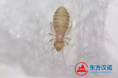 【北京專業(yè)殺蟲公司】東方漢諾—北京快訊