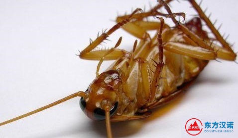 蟑螂喜歡亂竄嗎？它為什么跑得那么快？