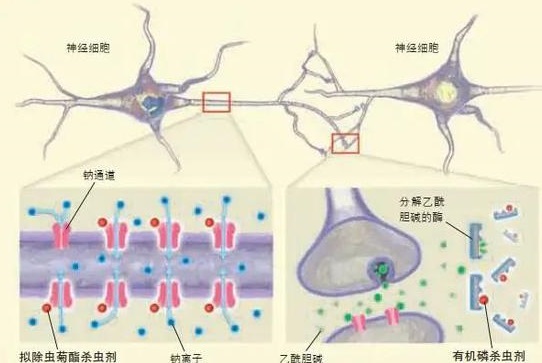 殺蟲劑是如何滅蟲的？人或?qū)櫸镂霘⑾x劑是否安全？-東方漢諾-北京快訊