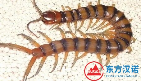 嚇人的“千足蟲(chóng)”蠢蠢欲動(dòng)，不只有馬陸！-東方漢諾-北京快訊
