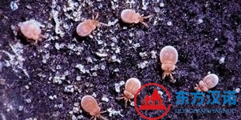 那些看著不起眼卻很致命有毒的蟲(chóng)子，你知道幾個(gè)？-東方漢諾-北京快訊