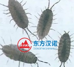 【殺蟲公司】東方漢諾—北京快訊