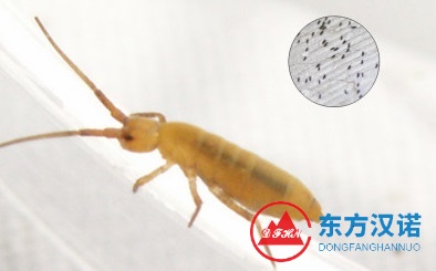 跳蟲是什么蟲？它咬人嗎？怎么消滅和防制它們？-東方漢諾-北京快訊