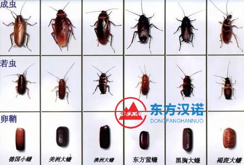 蟑螂若蟲（幼崽）黑色的嗎？它長什么樣子（圖片）？