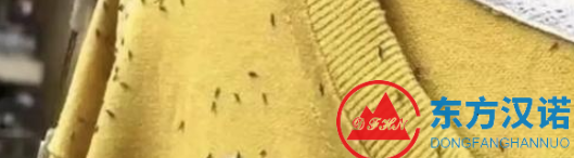 大量小飛蟲小黑蟲出現，專盯黃色和綠色，你困擾了么？-東方漢諾-北京快訊